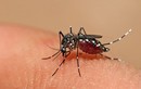 Bộ Y tế ban hành Chỉ thị về tăng cường công tác phòng chống bệnh sốt xuất huyết