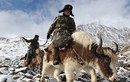 Bò Tây Tạng: Vũ khí đặc biệt của biên phòng Trung Quốc
