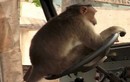 Video: Tài xế Ấn Độ để khỉ lái xe bus khiến hành khách "sốc"
