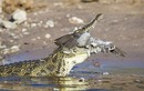 Video: Nhảy xuống hồ trồn diều hâu, chim nhỏ lao đầu vào miệng cá sấu