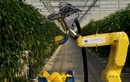 Video: Robot công nghệ cao hái ớt chuông trong 24 giây