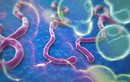 Phát hiện bệnh nhân nhiễm Ebola đầu tiên tại Mỹ 