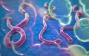 Thêm nhân viên y tế Mỹ dương tính với Ebola