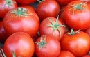 Cà chua nhiễm độc tương đương hạt hướng dương?
