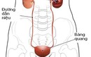 Điều trị rối loạn sinh dục - tiết niệu không hề khó