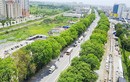 Chặt hạ 1.000 cây xanh, Hà Nội "hỏi dân", muộn còn hơn không!