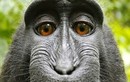 Ảnh selfie của chú khỉ định đoạt tương lai của bản quyền AI