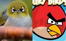 Kỳ thú phiên bản Angry Birds ngoài đời thực