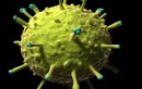 Virus chết người đầy màu sắc dưới kính hiển vi