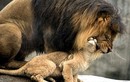 Ảnh động vật tuần: Cha con sư tử hỗn chiến?