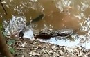 Xem cá sấu bị tra tấn với nguồn điện hàng trăm volt