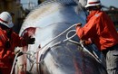 Xác cá voi khủng chết bất thường ngoài khơi đảo Staten