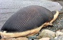 Lo ngại xác cá voi khủng 60 tấn phát nổ ở Canada