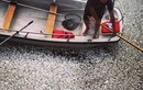 Hơn 70.000 xác cá nổi lềnh bềnh ở Marina Del Rey