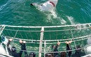 Ảnh động vật tuần: Hãi hùng đối mặt cá mập trắng 