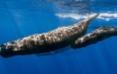 Phân, nước tiểu cá voi chống hiện tượng nóng lên toàn cầu