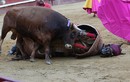 “Tận mục” cảnh bò điên cuồng húc chết ngựa