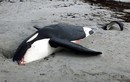 Cá voi sát thủ chết bí ẩn trên bờ biển Anh