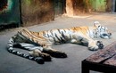 Thê thảm hổ còn da bọc xương ở sở thú Trung Quốc