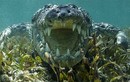 Liều mạng đối mặt cá sấu khổng lồ dưới nước
