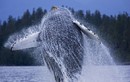 Ảnh cực hiếm: Cá voi 40 tấn khiêu vũ trên mặt biển