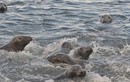 Thám hiểm “thiên đường” của loài hải cẩu ở Anh