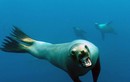 Ác mộng sư tử biển – top ảnh động vật ấn tượng