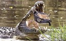 Gay cấn cảnh rùa vùng vẫy trong miệng cá sấu 