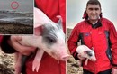 Lợn con lập kỷ lục bơi 140m trên biển để trốn trại
