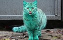 Lời giải bất ngờ về chú mèo màu xanh kỳ quái