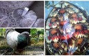 Chim, rùa gắn định vị, ký tự “lạ” lạc vào Việt Nam