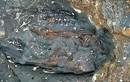 Hóa thạch tê giác thời tiền sử bất ngờ “lộ thiên”
