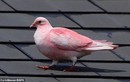 Những chú chim bồ câu màu hồng khác thường gây sửng sốt