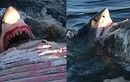 Kinh dị ngồi xác cá voi chụp ảnh hàm cá mập