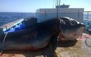 Ngư dân bắt được cá mập khổng lồ dài 6m