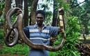 Những loài rắn khổng lồ gây khiếp sợ bậc nhất Ấn Độ