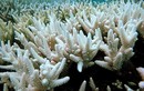 Kinh hoàng san hô đổi màu trắng và chết hàng loạt