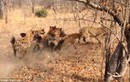 Sư tử chạy "bán sống bán chết" khi bị linh cẩu tấn công