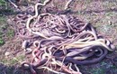 Cụ bà 60 tuổi làm vườn “hạ” một lúc 80 con rắn