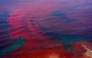 Thủy triều đỏ khiến cá chết hàng loạt thực chất là gì?