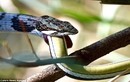 Sự thật nghe “sởn da gà” về loài rắn