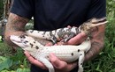 "Nhan sắc" ấn tượng của hai con cá sấu quý hiếm