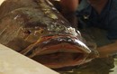 Cá mú nghệ siêu khủng, dài 1m6 "bơi lượn" ở Sài Gòn