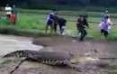 Cá sấu khổng lồ lên bờ đuổi dân làng Indonesia chạy "té khói"