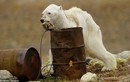 Rớt nước mắt gấu Bắc cực lảo đảo người tìm thức ăn