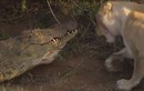 Cá sấu khổng lồ suýt chết vì bị bầy sư tử "quây"