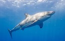 Kinh hoàng cá mập trắng "truy sát" người lướt sóng