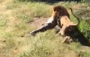 Sư tử khát máu tấn công chủ sở thú, kéo lê kinh hoàng