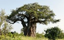 Bí ẩn những cây baobab nghìn năm chết "bất đắc kỳ tử"