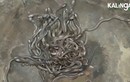 Ớn lạnh cảnh 100 rắn hổ mang con "nhung nhúc" trong nhà